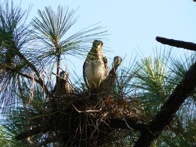 Gold Neck Herons stop every year in our Dade Pine to lay their eggs and prepare their new hatchlings for the migration North. From making the nest, to laying eggs and waiting for the babies to fly. [Sometime by pushing them