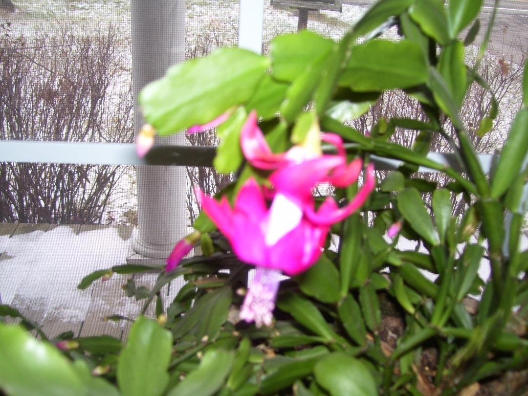 Must be the season. Snow falling. Christmas cactus in bloom.