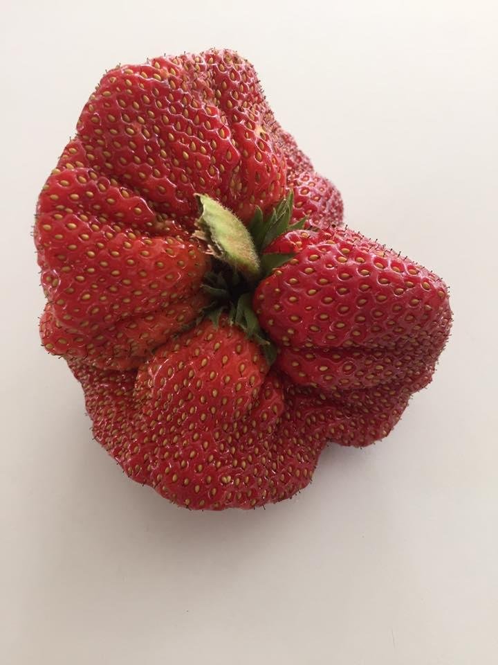 LeDucs grow them big!!