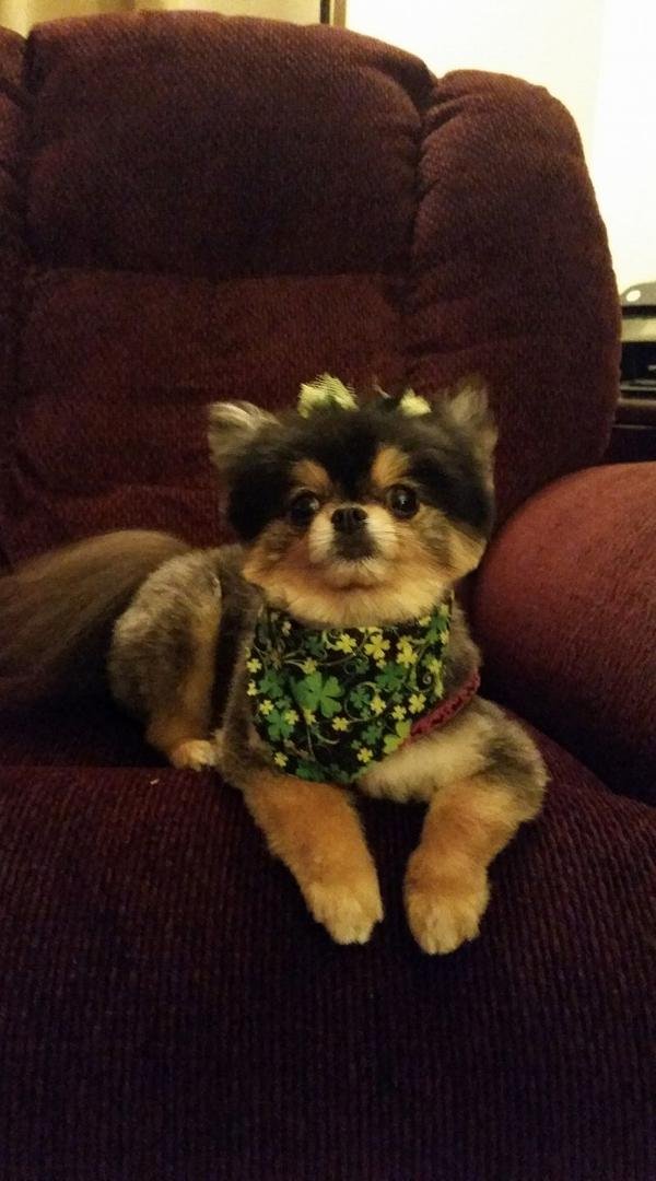 Patti's little leprechaun.