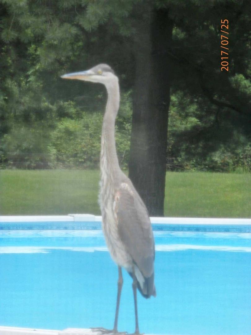 New lifeguard