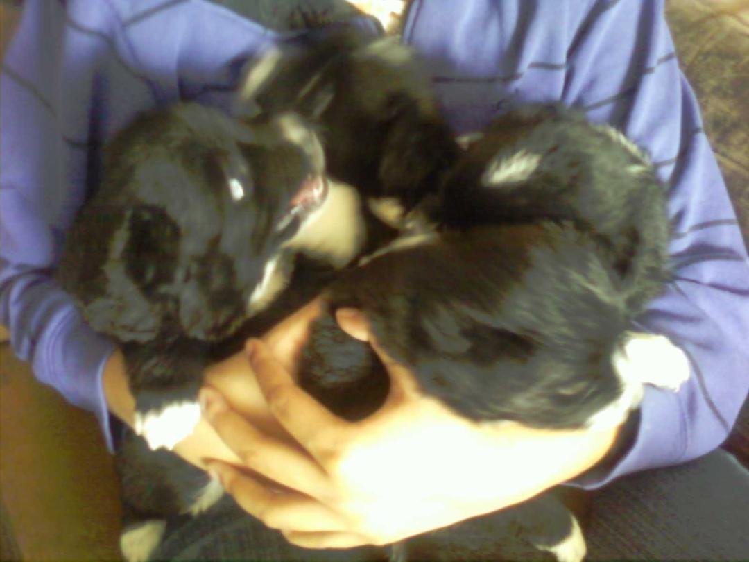 all 4 puppies...