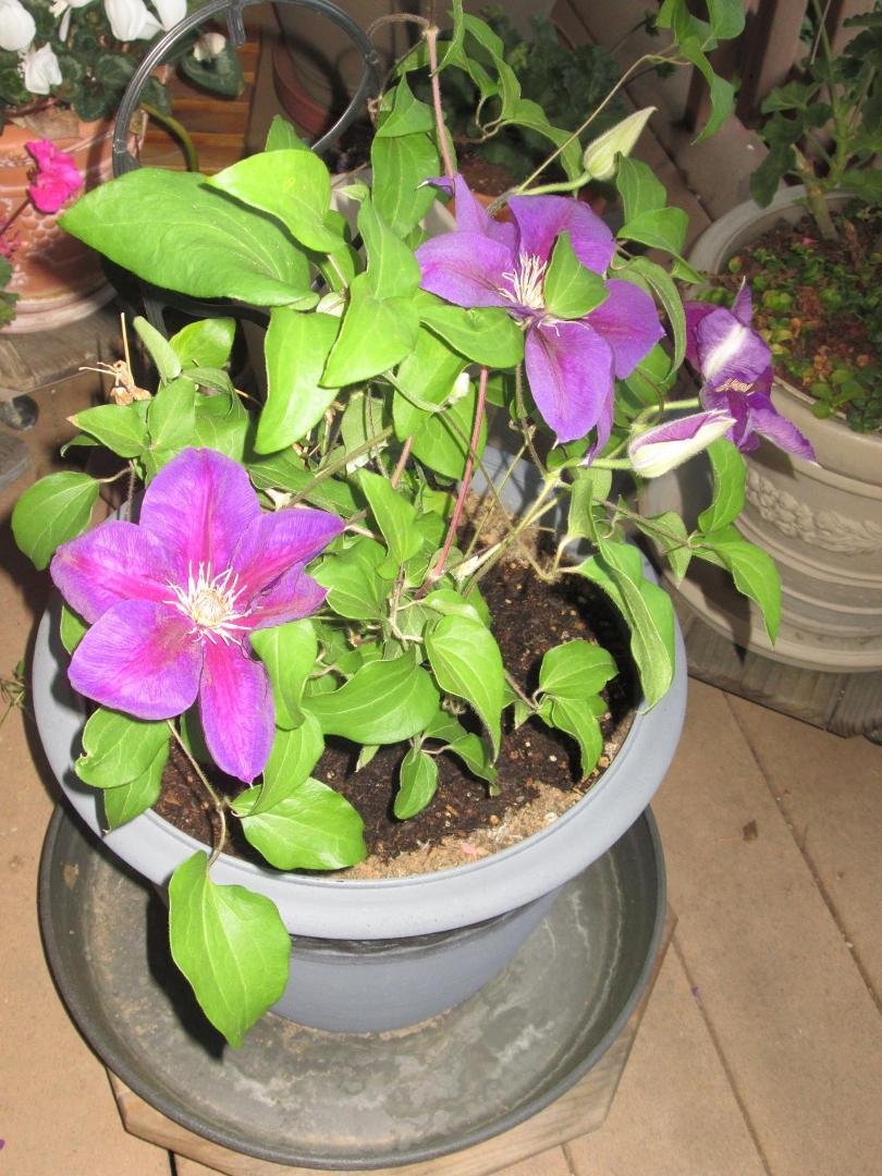 Clematis blooming after winter. We did have winter didn't we?