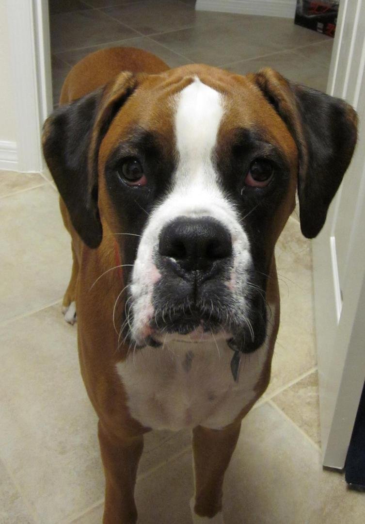 Here's Hank the Boxer