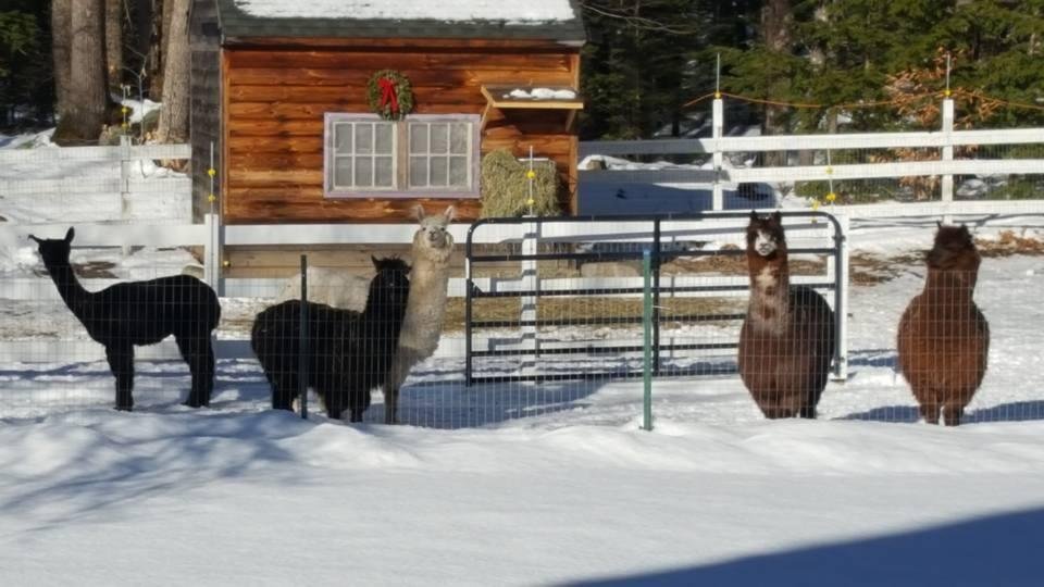 Our alpacas playing in the snow today