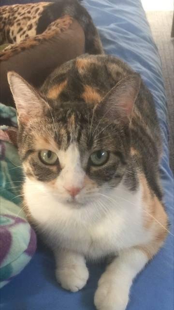 New member of the family and she is a beauty. She is another rescued cat. Her name is Charlotte. And right now she is hiding under the bed.
