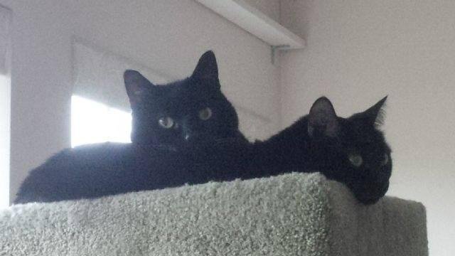 Hugs to Silvia from the Kitties.