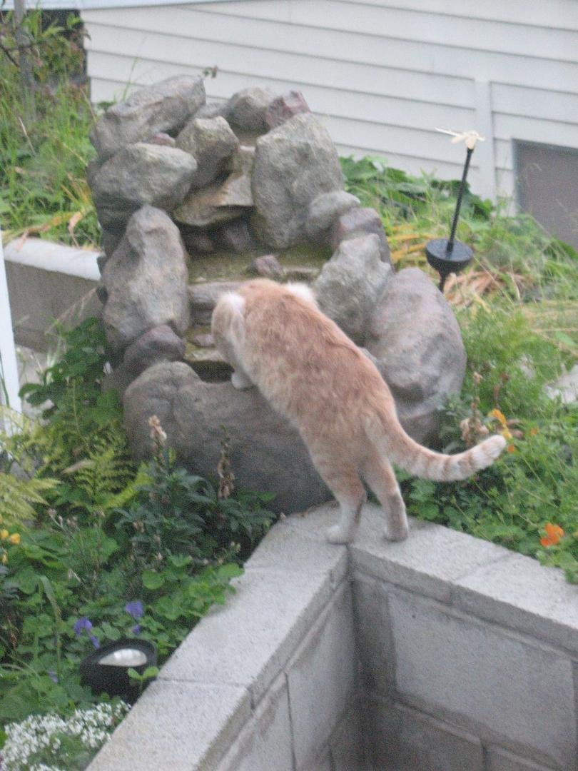 Our neighbor Stuart drops by for a drink. We're always glad to see him, well... usually. Sometimes Henry smacks him around a bit. Shame on Henry!!
