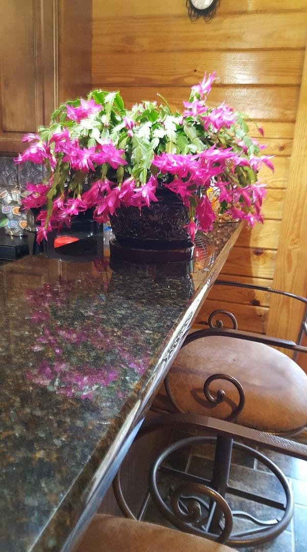 Blooming a little late for Christmas, but beautiful now