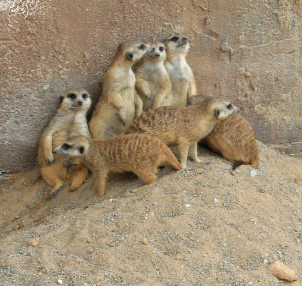 They are very social and live in groups called mobs.