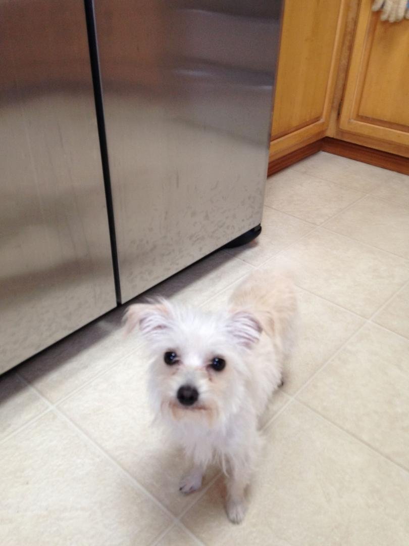 Our newest baby from Safe Haven. She is a rescue from Cal. We call her Bebe.
