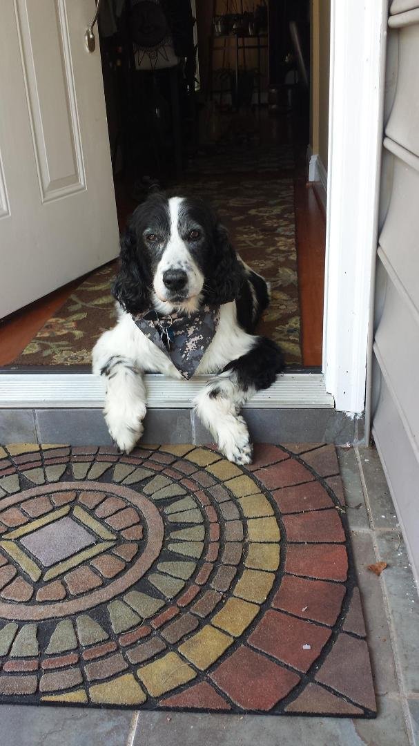 Jerry chillin at the front door ..scary watch dog eh?
