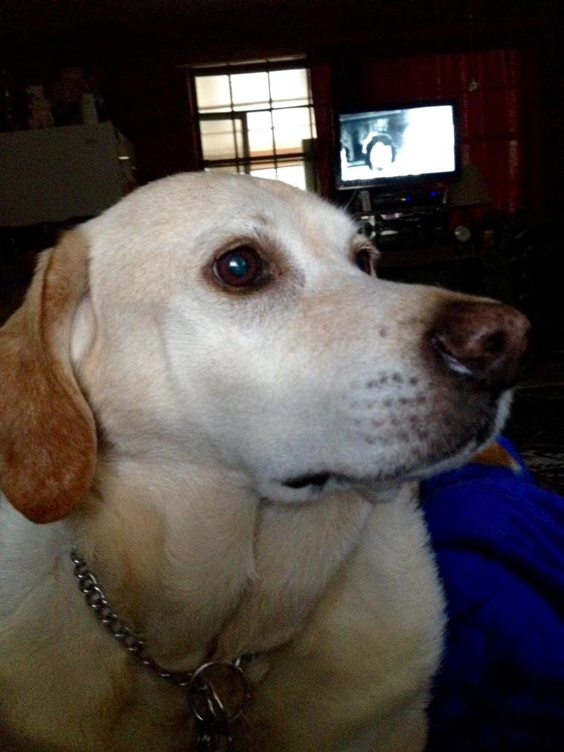 My fur baby aka Brat, and it's a well earned name.