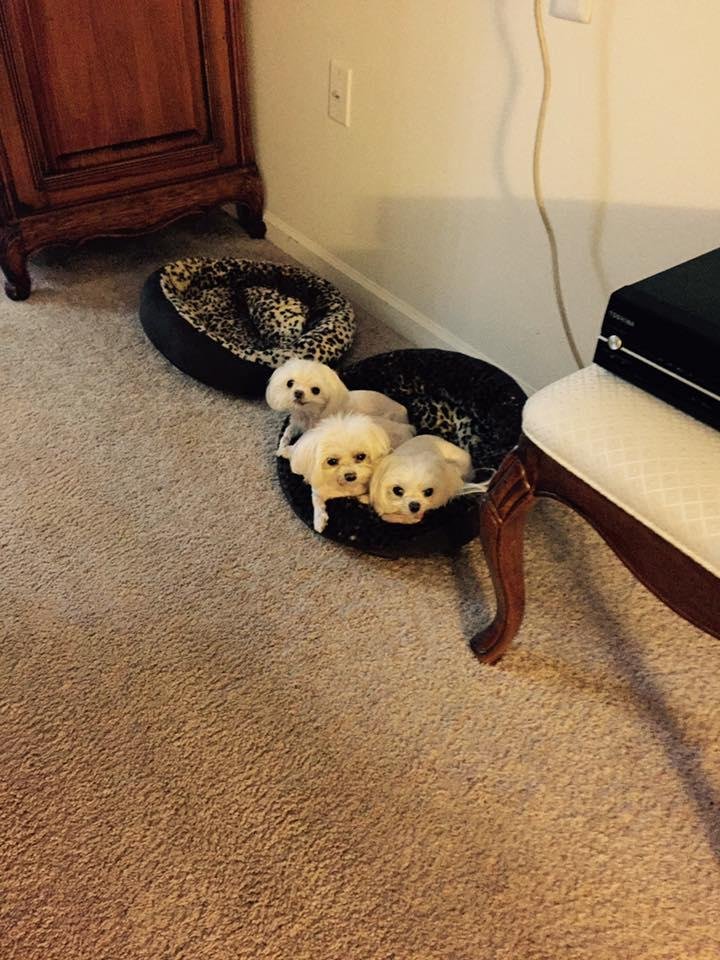 Eileen Winkler's album, Mobile Uploads