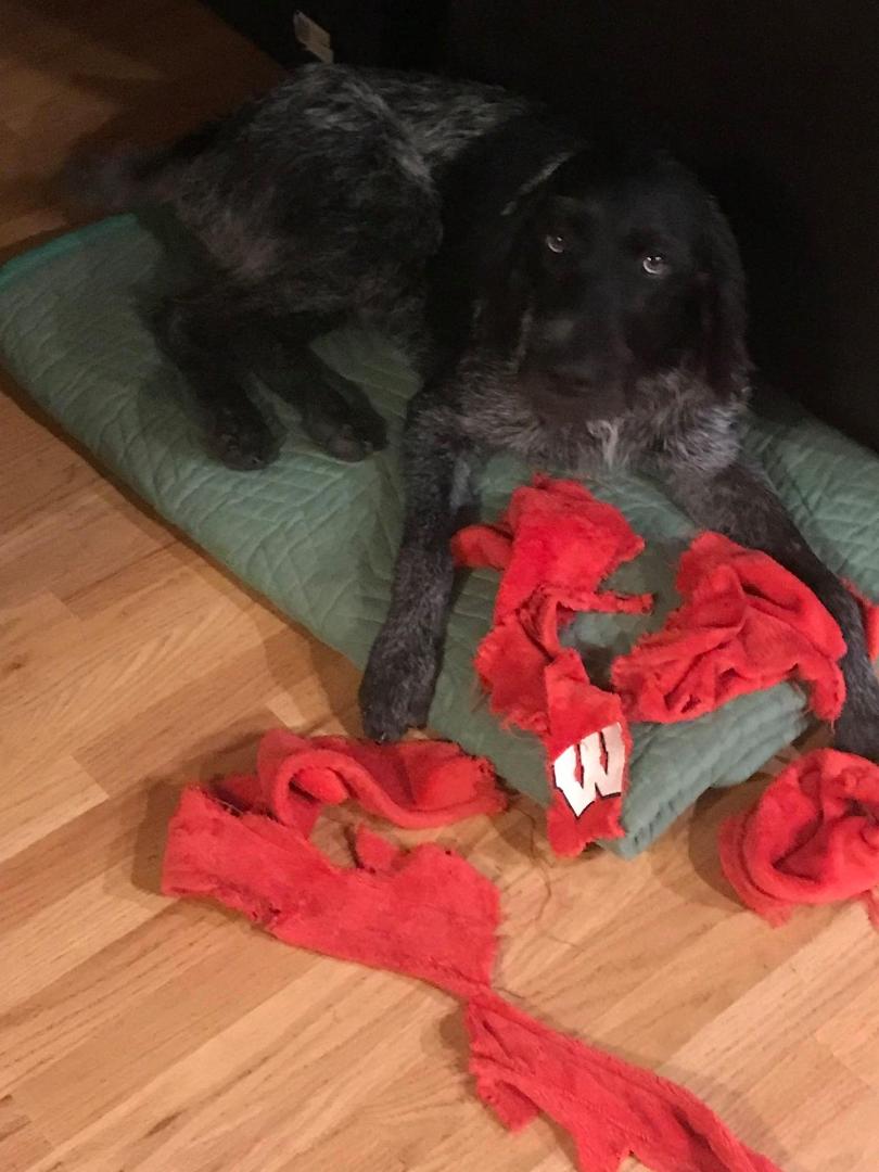 Diesel doesn't like his new Wisconsin blanket. Good Boy!!