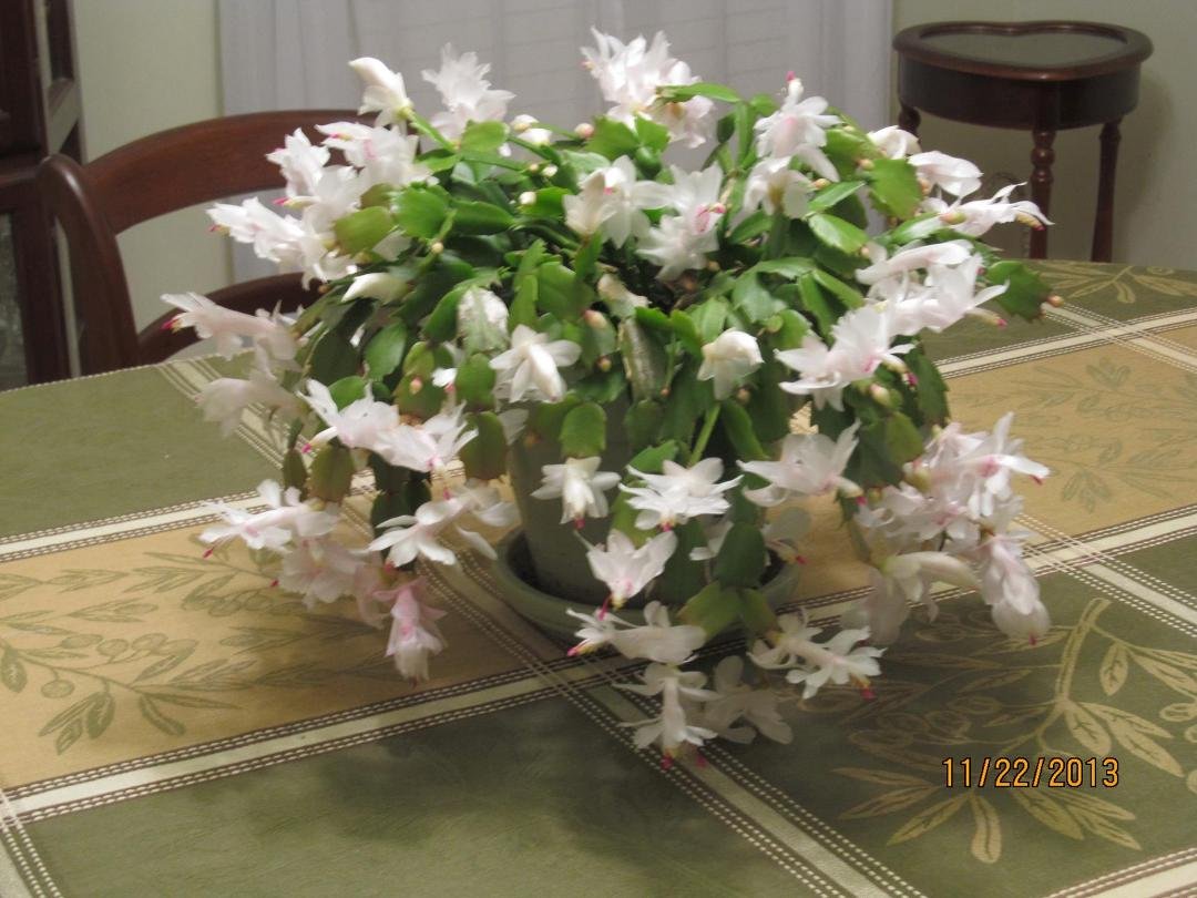 My cactus bloomed just in time for Thanksgiving