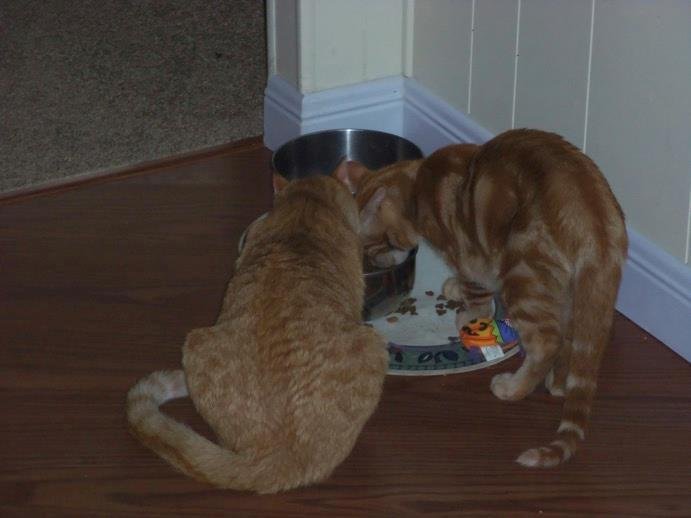 I need your help in finding a new home for my two beautiful orange fur boys! My doc says they have to go…it’s breaking my heart but I know he’s right. They were each rescued and are about 4 months apart in age. Simba came f