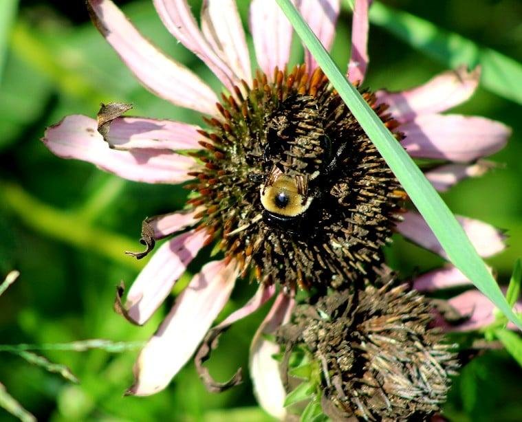 One more from Tinicum, a flower looking at me.