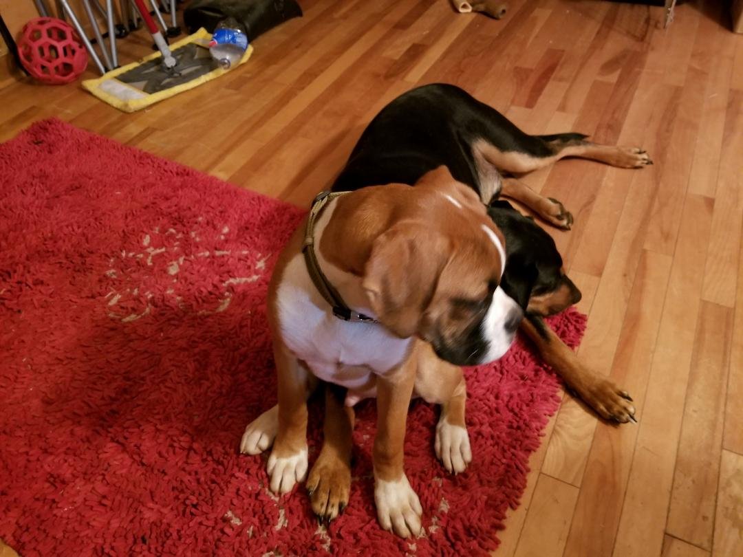 Rocky was sitting on both of Jacksons legs.