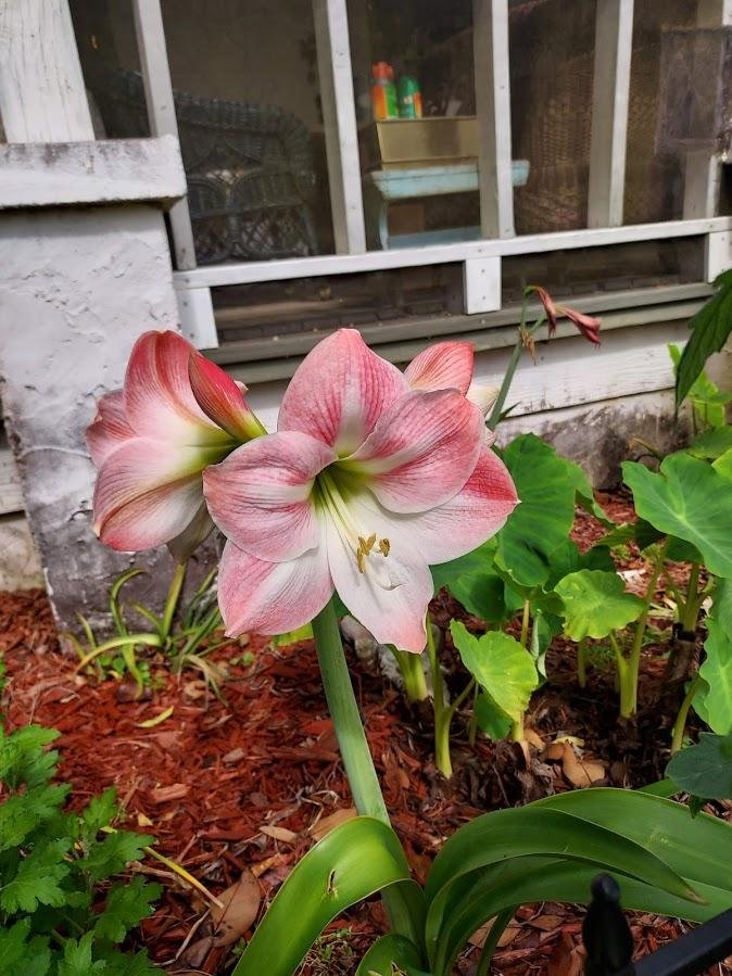 Bloom of the day.