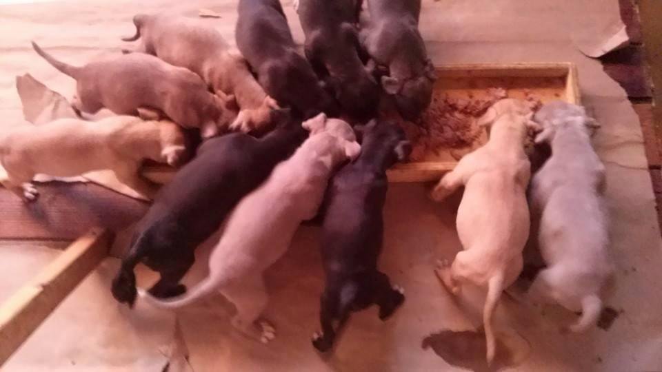 1 male and 7 Female puppies for sale. They are 8 weeks old. $150 or best offer. If interested message me or call 561-746-8577. Also have a paint pony for sale $300 or BO saddle included.