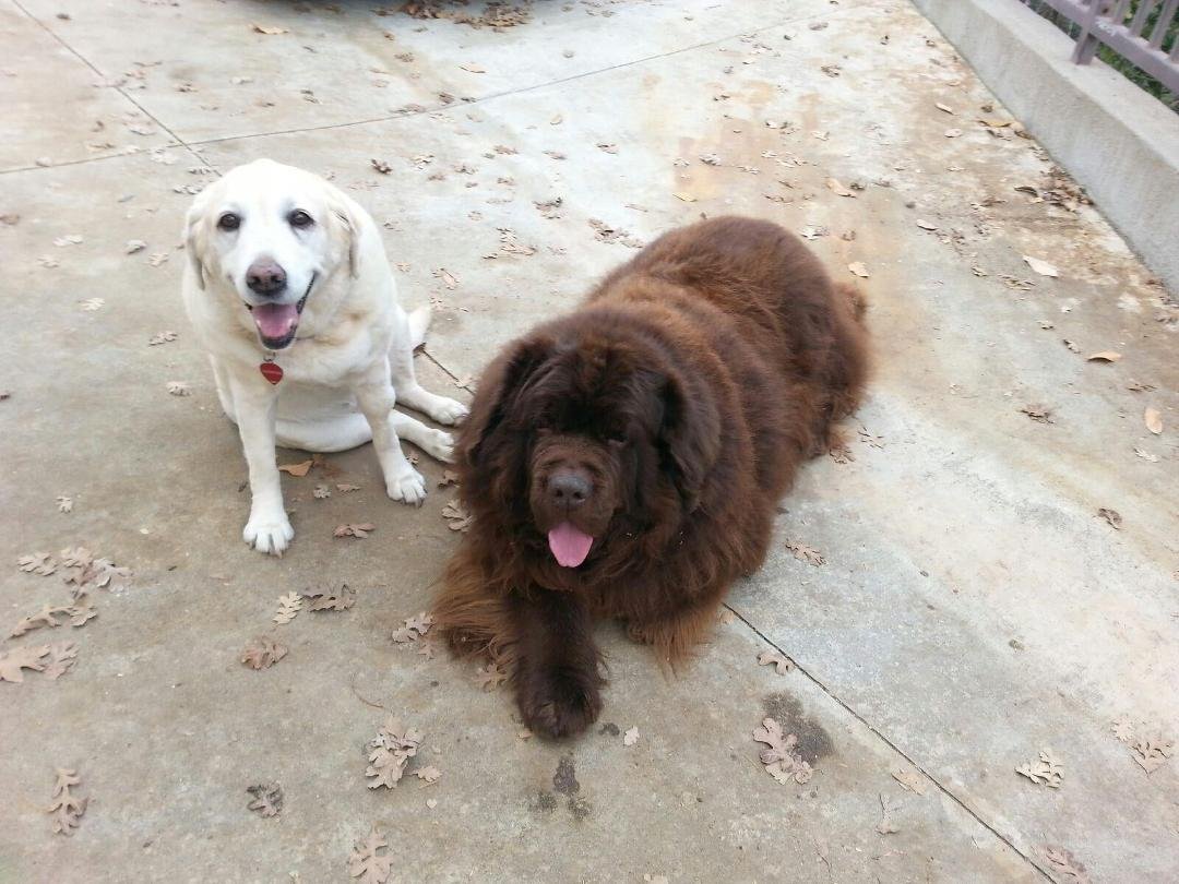 TBT - Odie and Max - Happy Birthday to Maxine's Mama today. Tearing up the Pam Springs Real Estate....