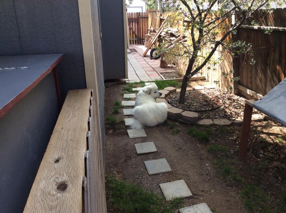 Ah, yes.. Groom day so we'll guard the gate while laying in the nice clean dirt..