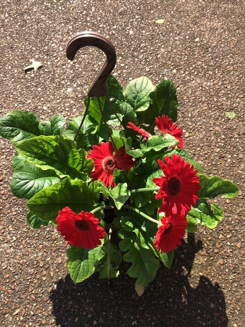 I've got six new blooms on my Gerbera Daisy now!