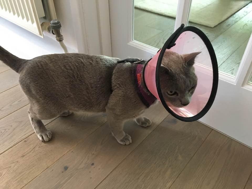 Luka now wearing his pink cone of shame. He has a puncture in his cornea so we are into antibiotics, eye drops, & pain meds. Also goes back to vet on Sunday to be sure cornea is not worse. 💜☹️😿💜