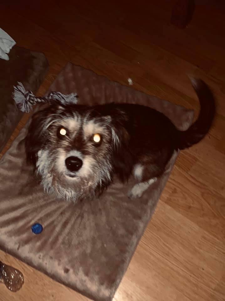 Happy 3rd woofday Buddy.  Sorry this is 2 days late.