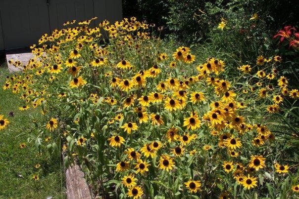 Ann Bowes' album, Flowers in my yard