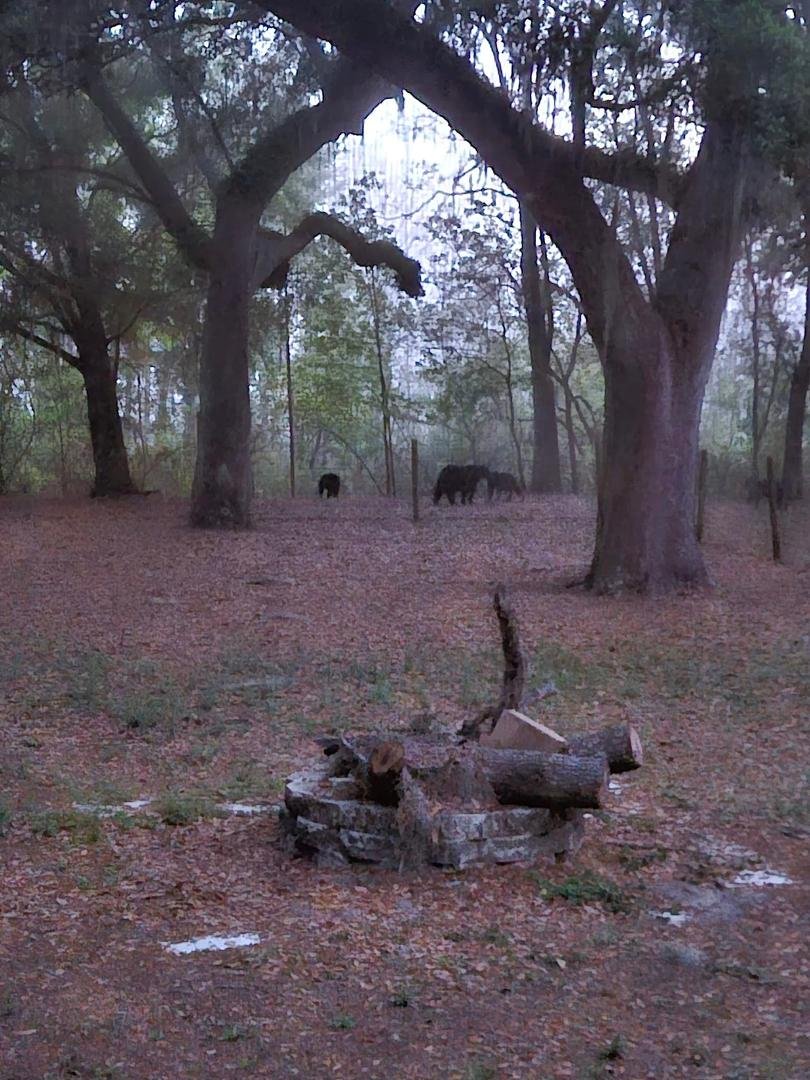 Nice morning to see a momma bear with 3 cubs