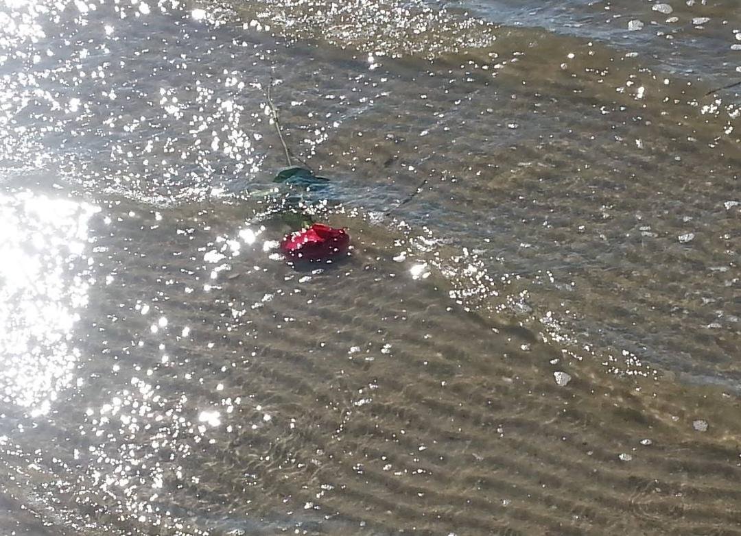 The Rose the Ocean gave Carol for Valentines Day