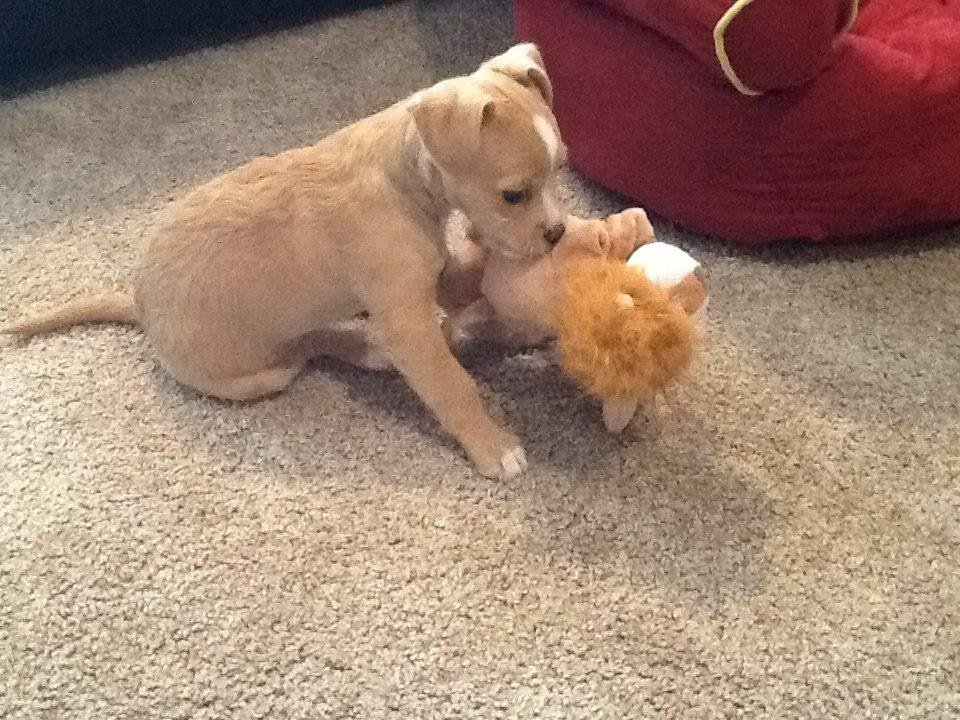 Well- We just got adopted by a puppy. Meet Buffy- a rescue dog that is listed as Tibetian Terrier mix/Poodle. We went to "just look" at possible puppies. Erika works with Stonecliff and handed Buffy to me straight from