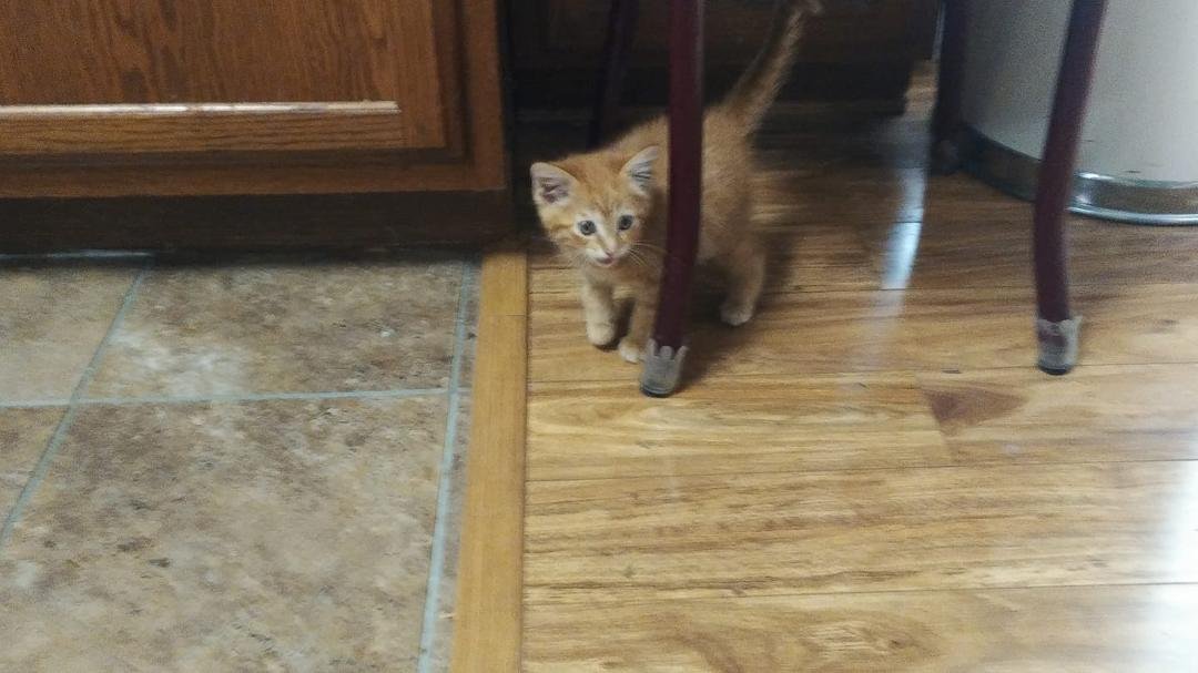 New kitty I think it's a boy