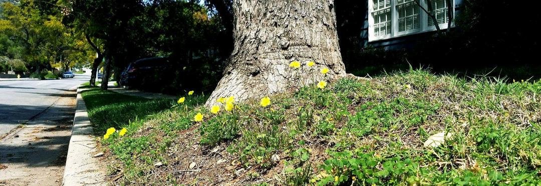 A weed is a plant considered undesirable in a particular situation, "a plant in the wrong place". Examples commonly are plants unwanted in human-controlled settings, such as farm fields, gardens, lawns, and parks.