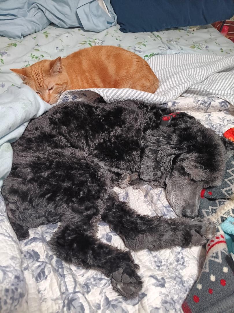 My little black boy now sleeps in puppy heaven.  He earned it.