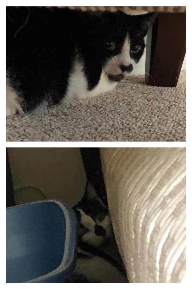 Meet Suzie and Buttons, our foster kitties. They have come out of their cages but are still a little shy. 😻
