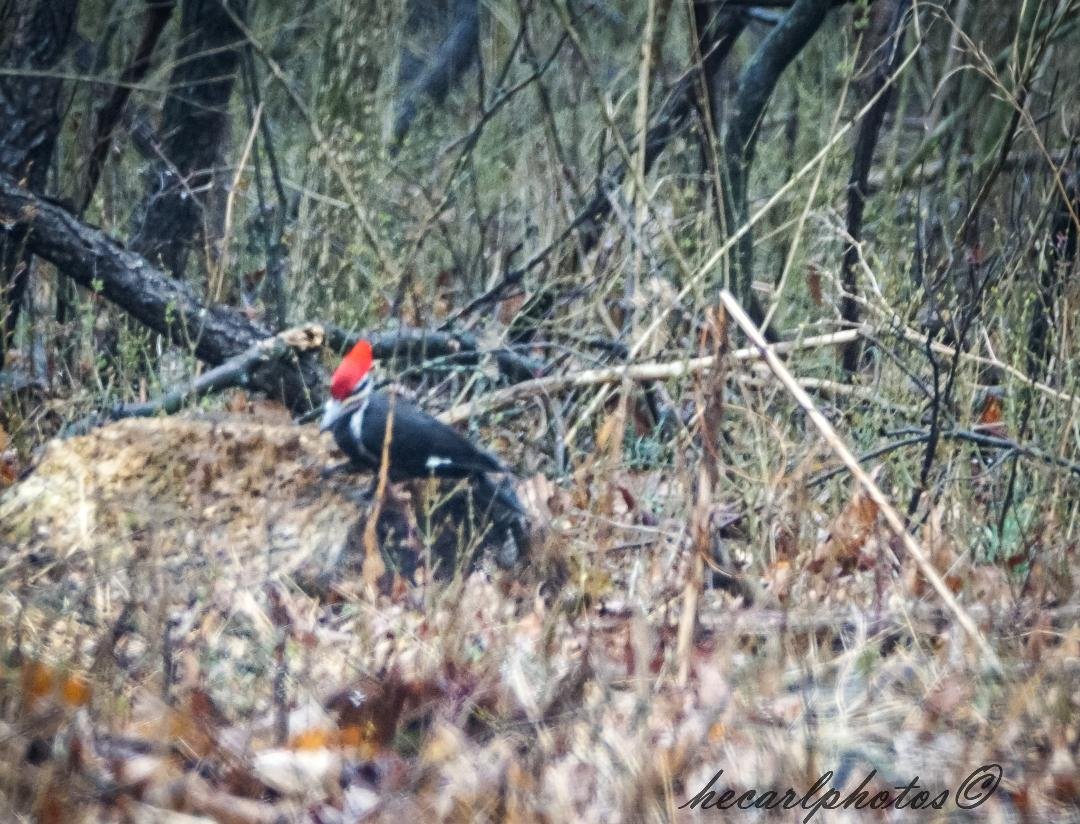I wish the light was better for this. Too much noise. But it was a different bird that I captured.