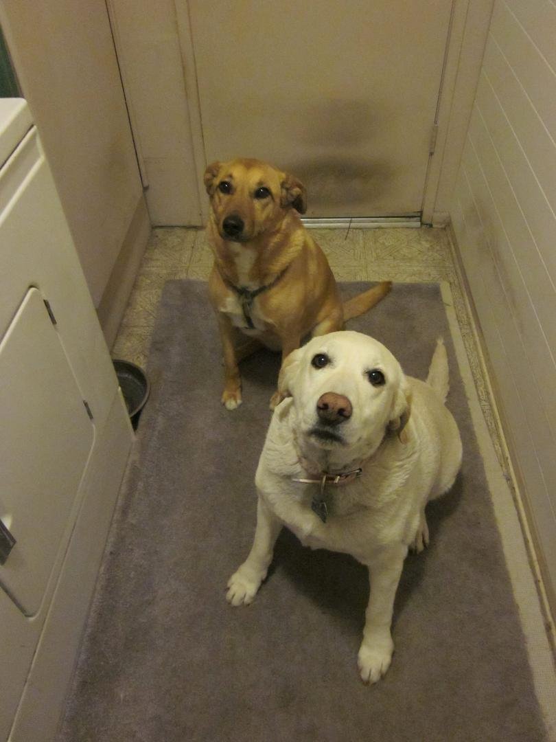 Happy National Dog Day!!
Here's Sophie and Heidi saying hey!