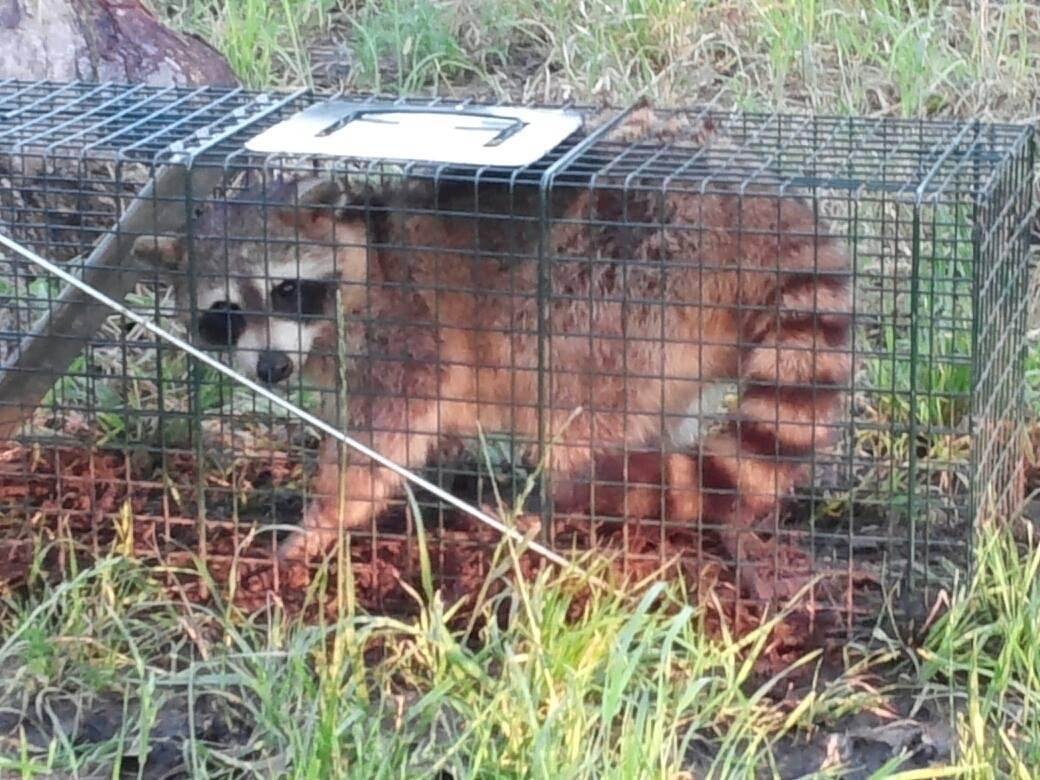 They return to the scene of the crime. Here's one of the culprits that killed my chickens. There were coyotes caught on the camera, too.