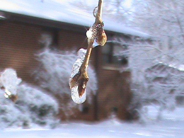 Winter wonderland! Sparkles like a diamond!