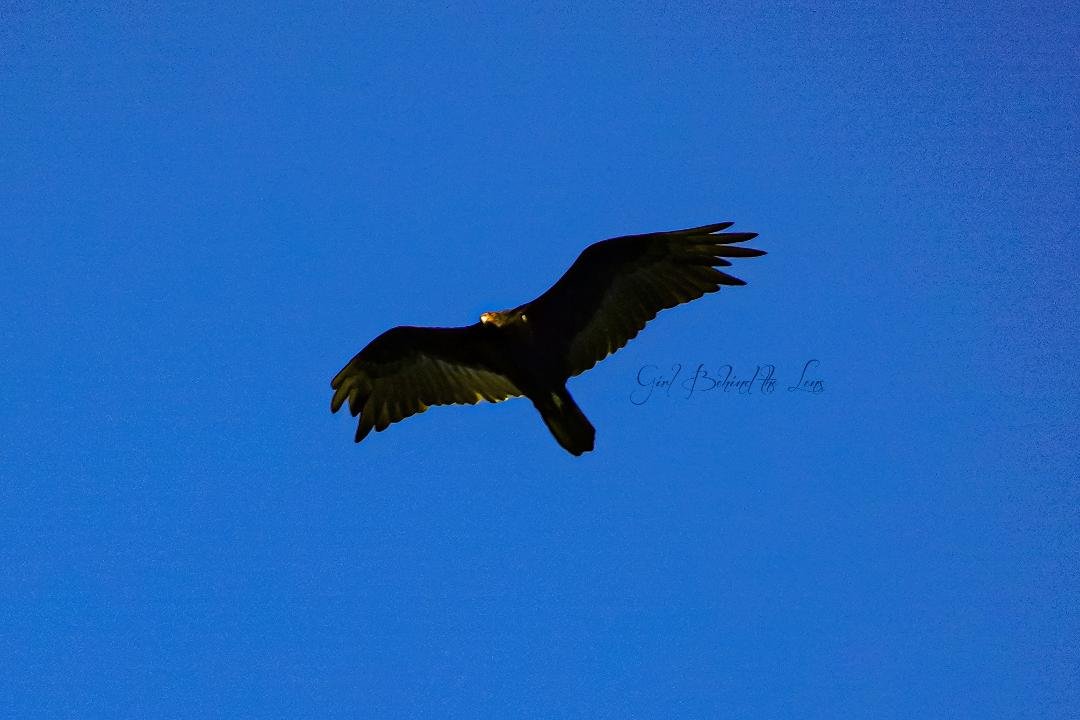 Ok so I've been trying for a long time to catch a bird in flight well I think I nailed this one.. It is a Falcon and it was flying above the Rouge River outside our hotel while we were walking along the path.