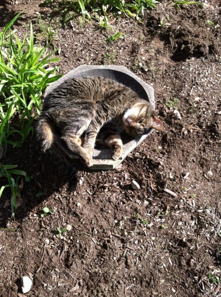 Welcome to my birdbath🐦🐤🐯🐯