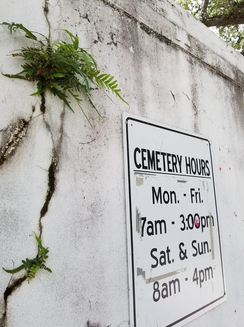 Where to wild fern grows.