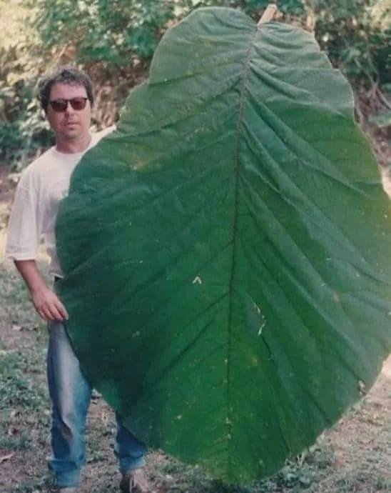 In simple words: Adam and Eve's winter coat.
Amazonian Tree with human sized leaves is finally classified as a new species. Scientists have known about this extremely rare tree for decades, but did not have any genetic mat