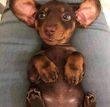 The utmost in cuteness!
