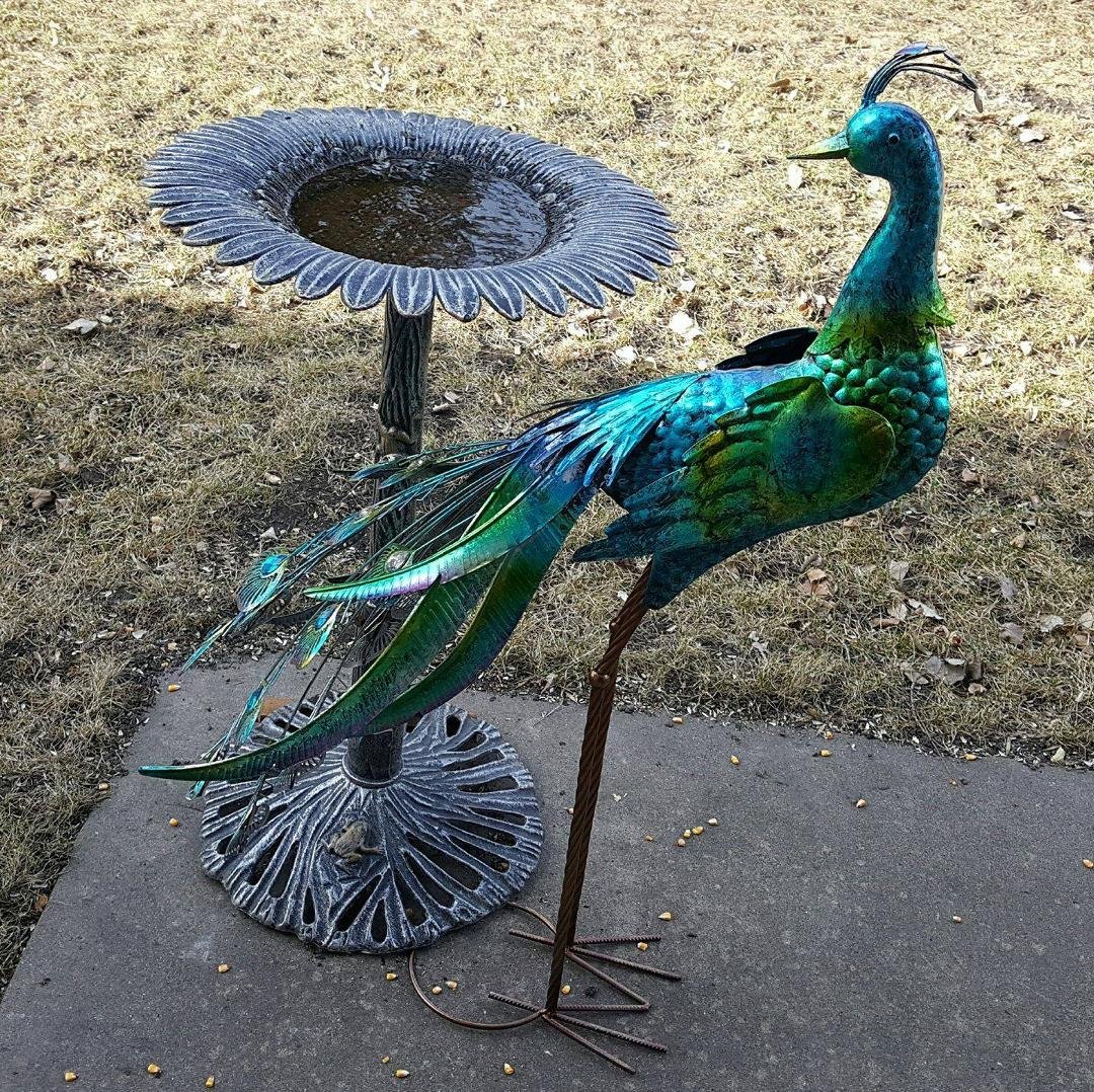 A new bird landed in our yard!!! 😊😊😊
