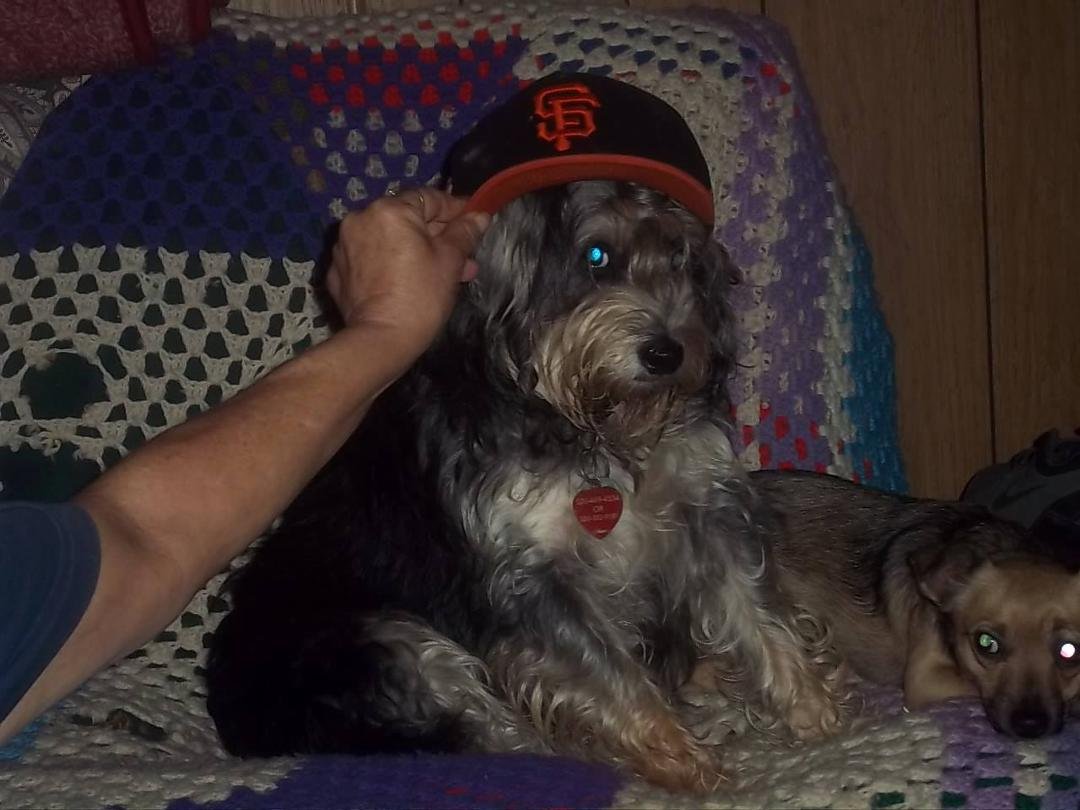 THANKS FOR YOUR PRAYERS AND WELL WISJES
i HAVE TO PUT DOWN MY DOG, lITTLE GIRL. i NEED TO DO THIS TODAY, TOMORROW MORNING AT THE LATEST.
i AM GOING TO HAVE TO WRITE THEM A CHECK AND i DONT HAVE THE MONEY IN MY ACCOUNT BUT,