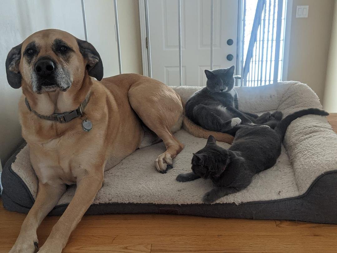 Merry Christmas from these guys